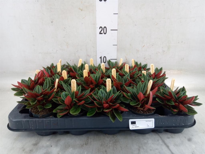 <h4>Peperomia caperata 'Rosso'</h4>