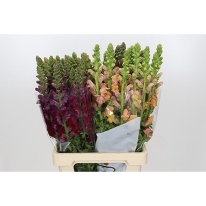 Antirrhinum Potomac Mix