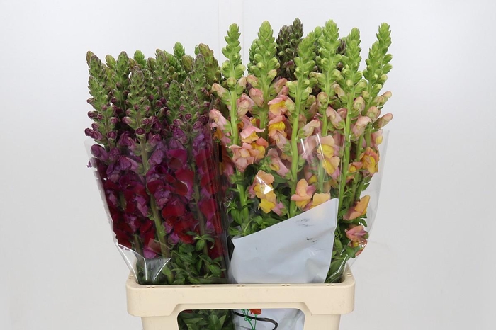 <h4>Antirrhinum Potomac Rainbow Mix</h4>