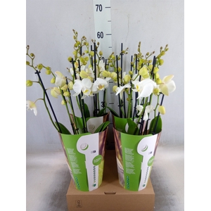 Phalaenopsis   ...white