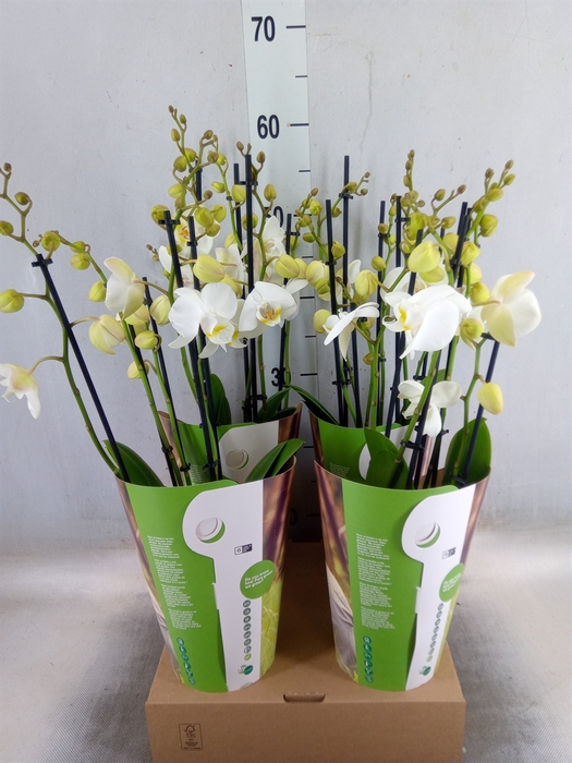 <h4>Phalaenopsis   ...white</h4>