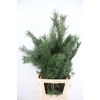 PINUS ALASKA PER STEM 110CM