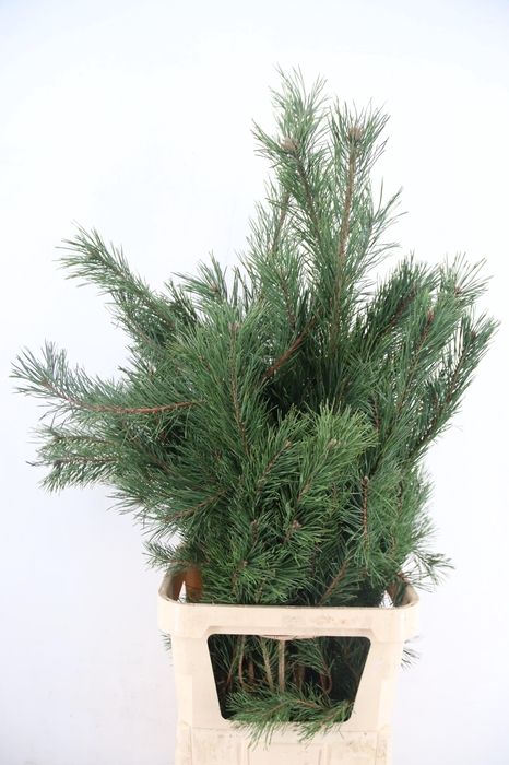 PINUS ALASKA PER STEM 110CM