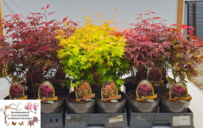 <h4>ACER PALMATUM</h4>