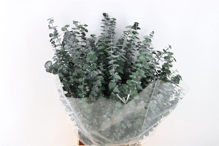 <h4>Pres Baby Blue Green P Bunch</h4>