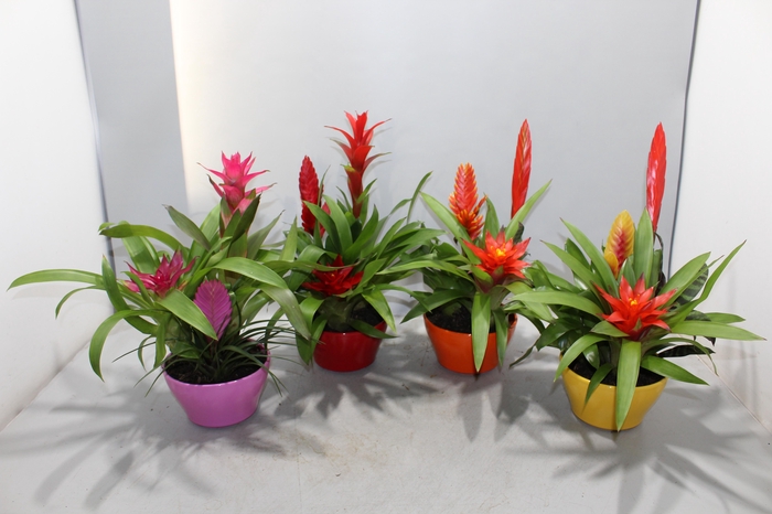 <h4>Bromelia Coupe Exotic 16CM Classic</h4>