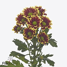 Chrys sa doppia yellow