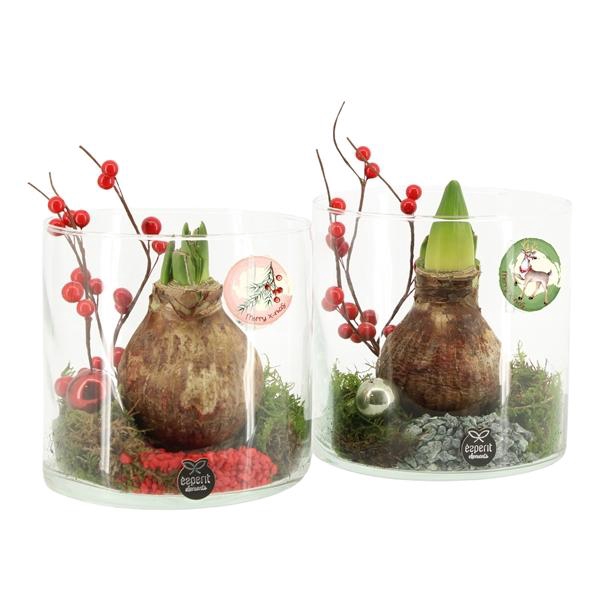 <h4>61576: X-mas arrangement</h4>