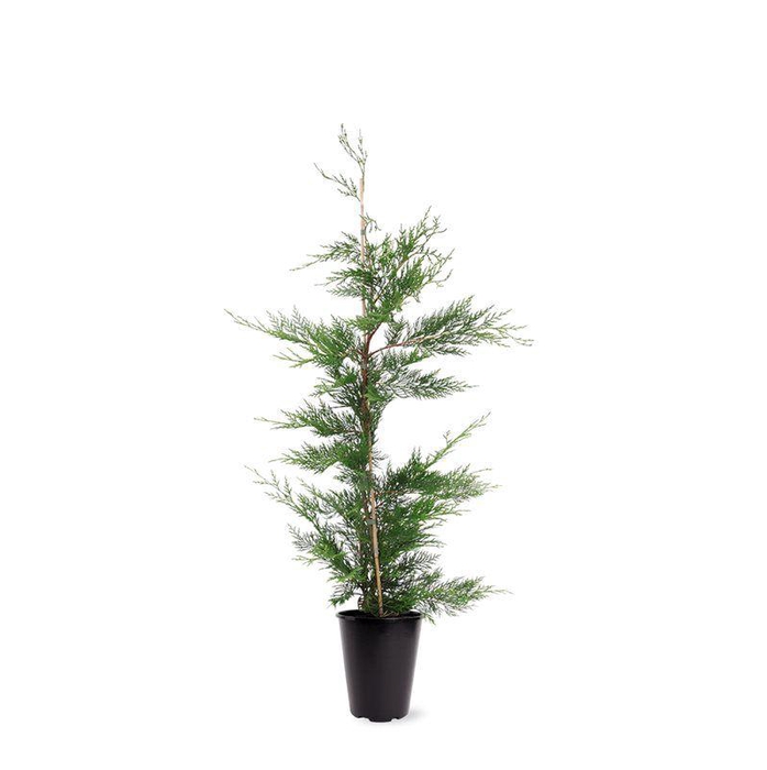 <h4>Cupressocyparis leylandii (zonder etiket)</h4>