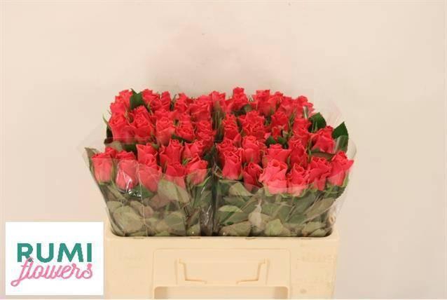 <h4>R GR PINK TACAZZI+</h4>