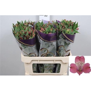 Alstroemeria  'Bubblicious'