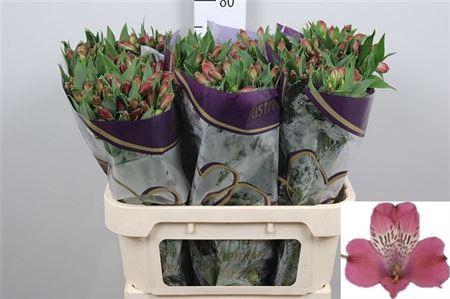 <h4>Alstroemeria  'Bubblicious'</h4>