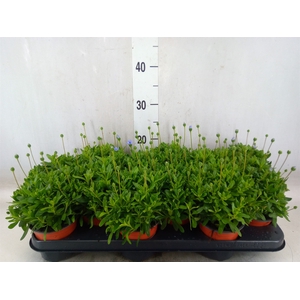 Felicia amell. 'Felicitara Blue'
