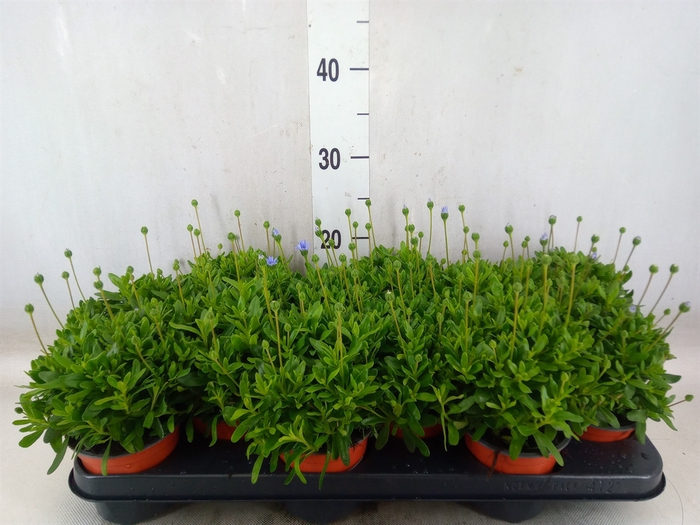 <h4>Felicia amell. 'Felicitara Blue'</h4>
