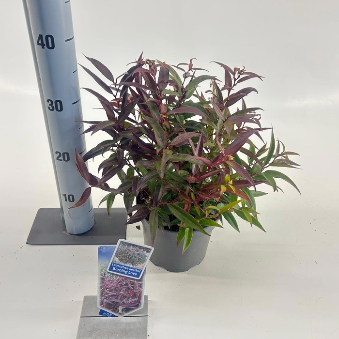 <h4>Leucothoë keiskei 'Burning Love'</h4>