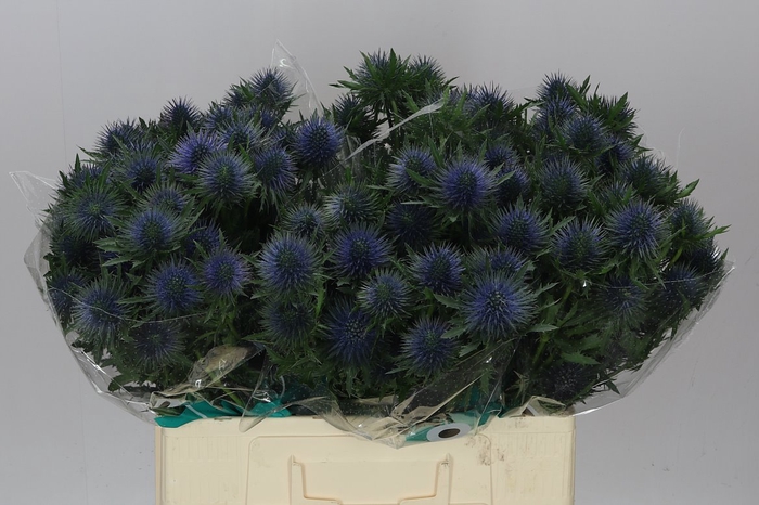 <h4>Eryngium Magnet</h4>