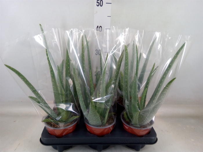 <h4>Aloe vera</h4>