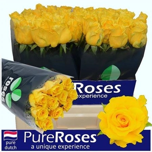 R Gr Palmares