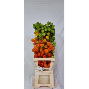 PHYSALIS LAMP