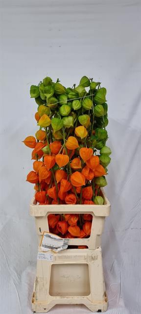 PHYSALIS LAMP