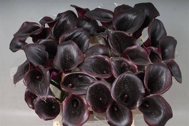 <h4>Calla Call Ceara</h4>