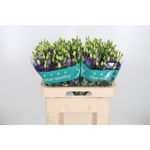 Eus G Rosi Brig Blue