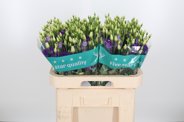 <h4>Eus G Rosi Brig Blue</h4>