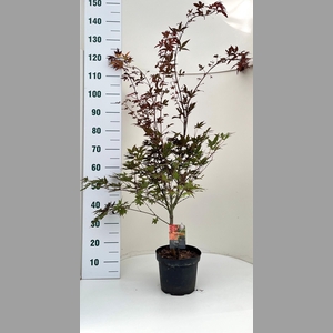 ACER PA ATROPURPUREU