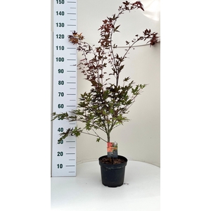 ACER PA ATROPURPUREU