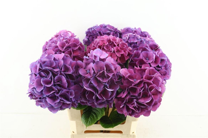 <h4>Hydr M San Tropez 60-17</h4>