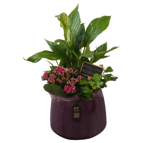 <h4>PTIB5175 Arrangementen kamerplanten</h4>