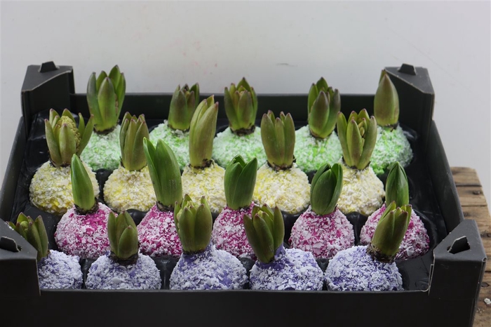 <h4>Wax Hyacinth Snow Mix</h4>