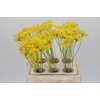 Allium Moly Jeannine
