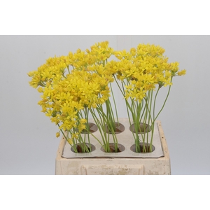 Allium Moly Jeannine