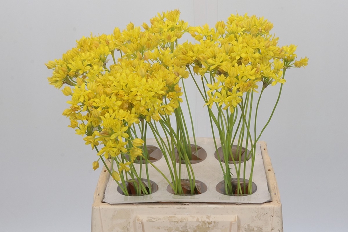 <h4>Allium Moly Jeannine</h4>