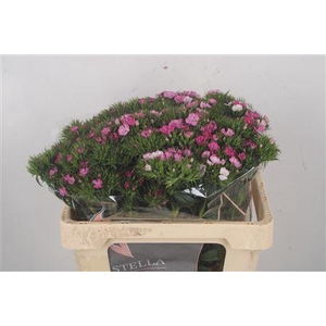 Di Barb Amazone Pink