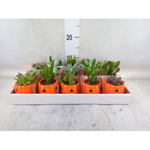 Succulents   ...