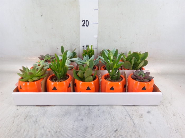 <h4>Succulents   ...</h4>