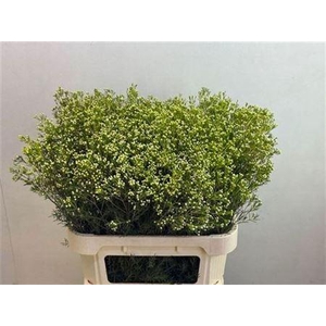 Chame Un Jupiter Moon