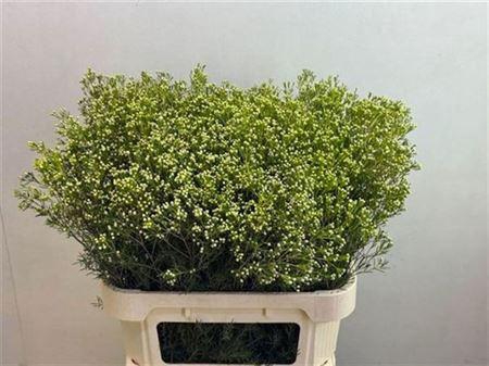 <h4>Chame Un Jupiter Moon</h4>