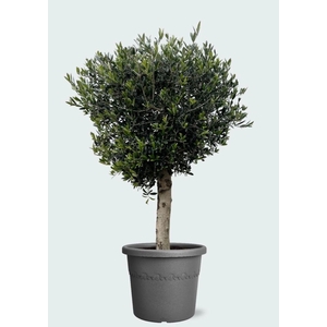 Olea Europaea 160-180 cm