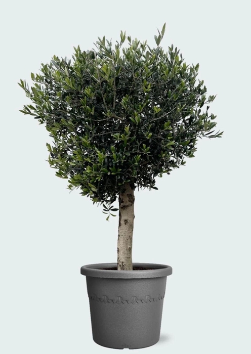 <h4>Olea Europaea 160-180 cm</h4>