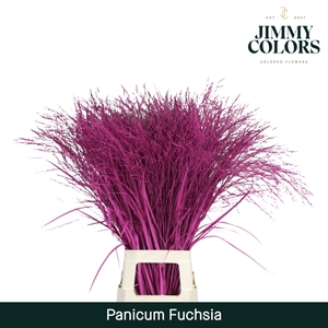 Panicum L90 Fuchsia