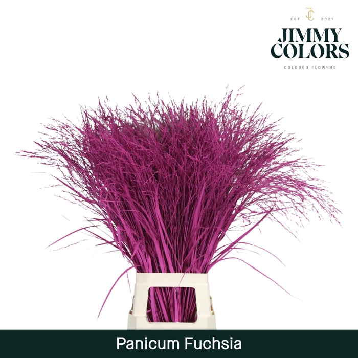 <h4>Panicum L90 Fuchsia</h4>