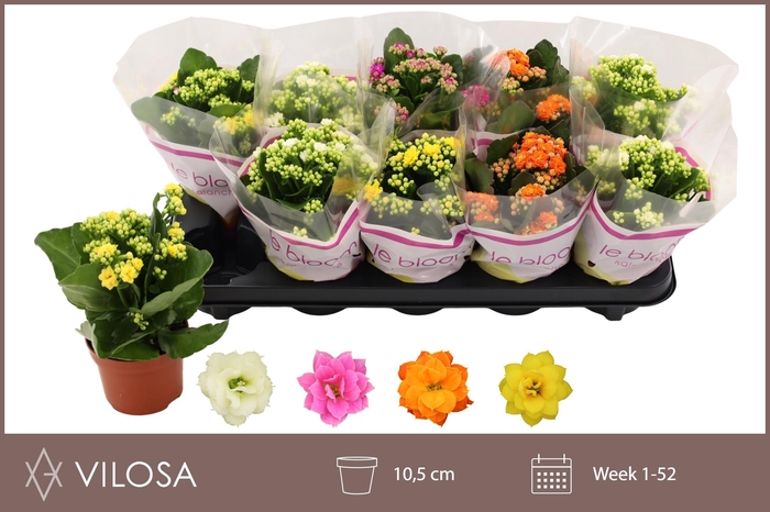 <h4>KAL GE GEM 4 KL</h4>