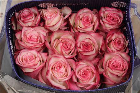 <h4>R Gr Paloma Ec</h4>