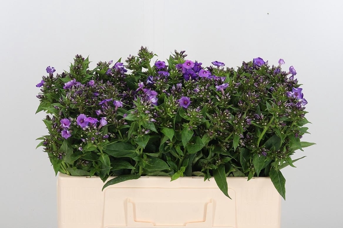 <h4>Phlox P Crissy</h4>