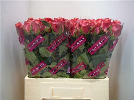 <h4>R Gr Mai Tai</h4>