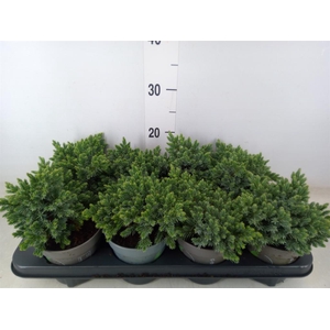 Juniperus squamata 'Blue Star'