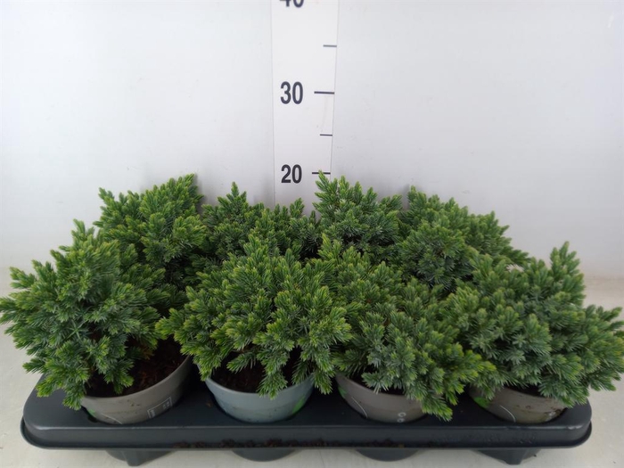 <h4>Juniperus squamata 'Blue Star'</h4>